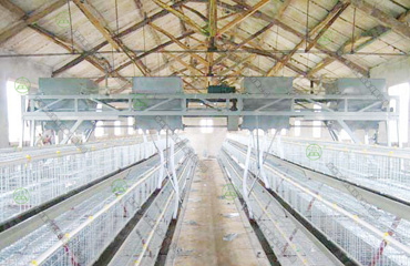 雞場喂料機(jī)2