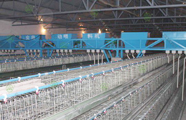 雞場喂料機(jī)3